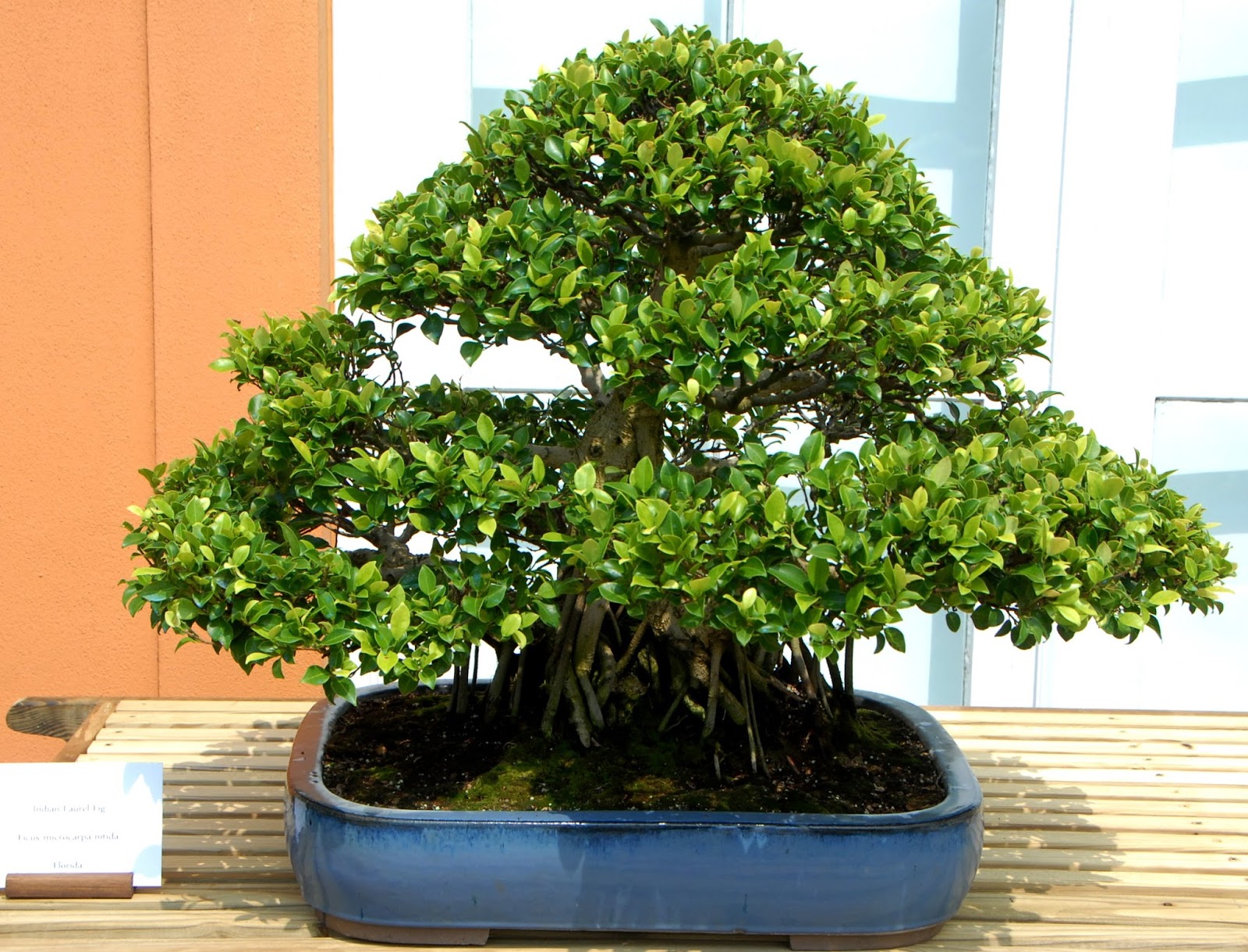 Cách trồng cây để ngăn chặn ô nhiễm tiếng ồn