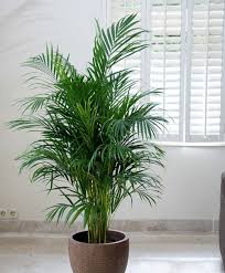 Những loại cây trồng tốt cho giấc ngủ của bạn