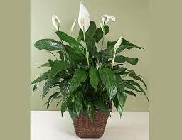 Những loại cây trồng tốt cho giấc ngủ của bạn