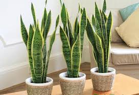 Những loại cây trồng tốt cho giấc ngủ của bạn